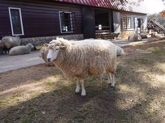 -神户市立六甲山牧场