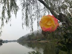 -合肥滨湖国家森林公园