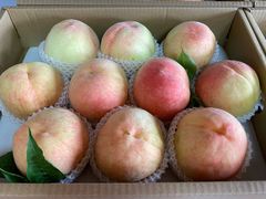 -南汇新场正宗水蜜桃采摘