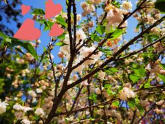 -天适樱花悠乐园