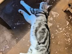 -猫猫幼稚园·撸猫·桌游·电玩