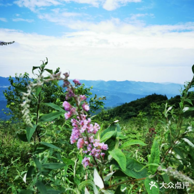 离重庆车程1.5小时避暑打卡地