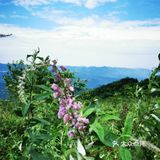 离重庆车程1.5小时避暑打卡地