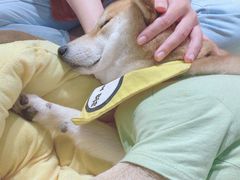 -逗柴咖啡屋·狗咖猫咖宠物桌游