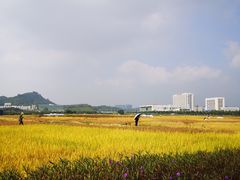 -光明小镇欢乐田园