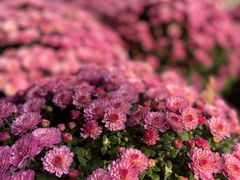 -花开海上生态园