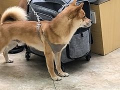 -美联众合动物医院·24h转诊中心