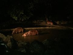 -清迈夜间动物园