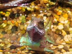 -上海海洋水族馆