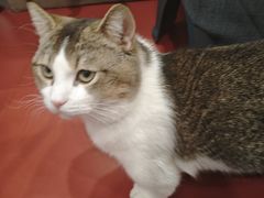 -和它·交个朋友·狗咖猫咖(爱琴海店)