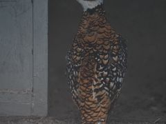 -青藏高原野生动物园