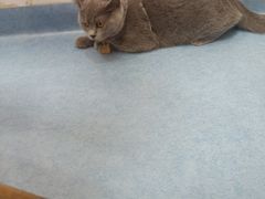 -博特宠物医院24h犬猫全科.骨科·异宠