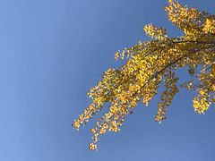 -千年银杏谷文化旅游区