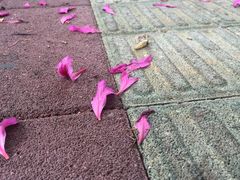 -黄金海岸环岛路