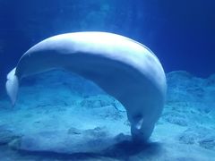 -珠海长隆海洋王国