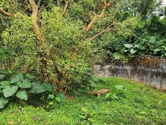 -海南热带野生动植物园