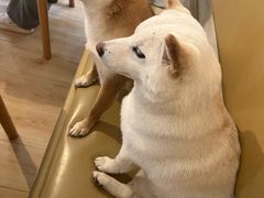 -柴の食堂·日式家庭料理·熊之肆(大学路店)