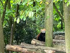 -都江堰中华大熊猫苑