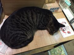 iphone_upload_pic-猫的天空之城概念书店(西塘古镇店)