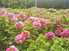 -洛阳市隋唐城遗址植物园