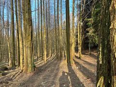 -武陵山森林公园