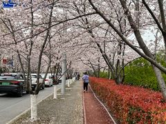 -高东镇樱花园