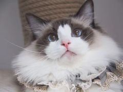 -Bastet sally猫舍购宠(静安店)
