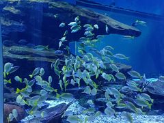 -海合安武汉极地海洋公园