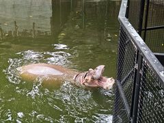 -泉州海丝野生动物世界