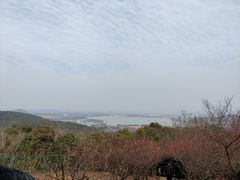 -香雪海