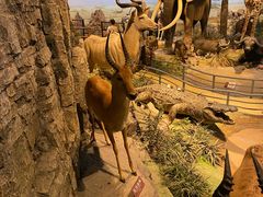 -陕西自然博物馆