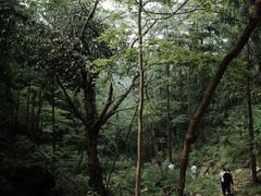 -素山寺森林公园