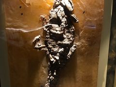 -辽宁古生物博物馆