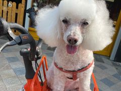 -Goku PET SHOP宠物视觉生活馆(双井店)
