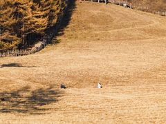 -驼梁风景区