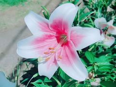 -长春公园(普阳街道)