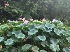 -国家植物园南园