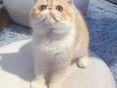 -momokira米努特·德文卷毛猫·棉花面纱犬