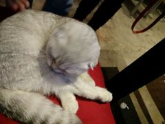 android_upload_pic-MIKAKU(万达广场上海宝山店)