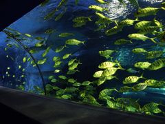 -太平洋海底世界