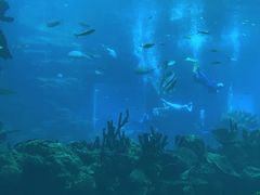 -海棠湾洲际-涛·海底餐厅·美人鱼·自助餐·海底隧道