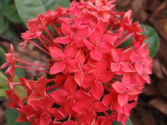 -佛山市第一中学