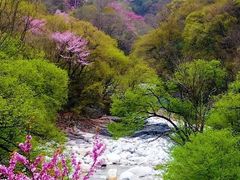 -黑河国家森林公园