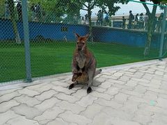 -西霞口神雕山野生动物世界