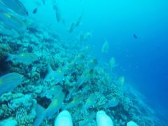 -中央格兰德岛温泉度假酒店 - 全包