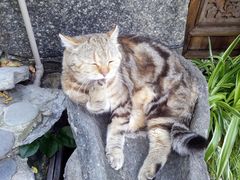 -喵屿·大理花园猫咖