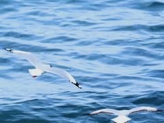 -青海藏文化博物院
