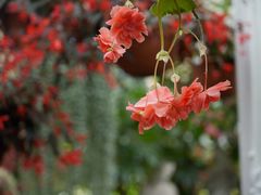 -斐兹洛伊花园