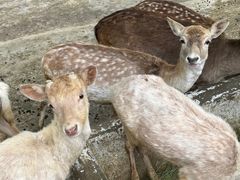 -贵州森林野生动物园