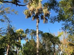 -奥兰多迪士尼动物王国乐园